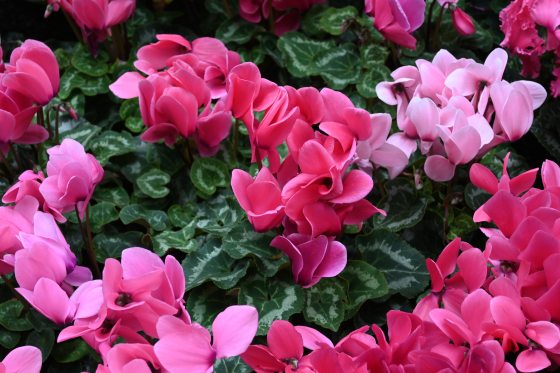 Pink blooming cyclamen flowers. 